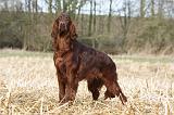 SETTER IRLANDAIS 417